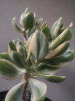 Load image into Gallery viewer, Jade Money Plant Variegated
