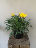 Load image into Gallery viewer, Gazania
