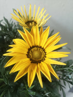 Load image into Gallery viewer, Gazania

