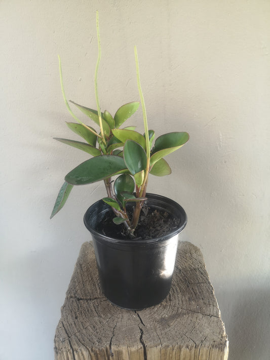Peperomia Obtusifolia Red Edge (Baby Rubber Plant)
