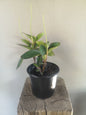 Peperomia Obtusifolia Red Edge (Baby Rubber Plant)