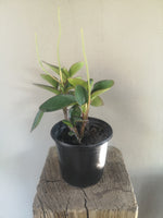 Load image into Gallery viewer, Peperomia Obtusifolia Red Edge (Baby Rubber Plant)
