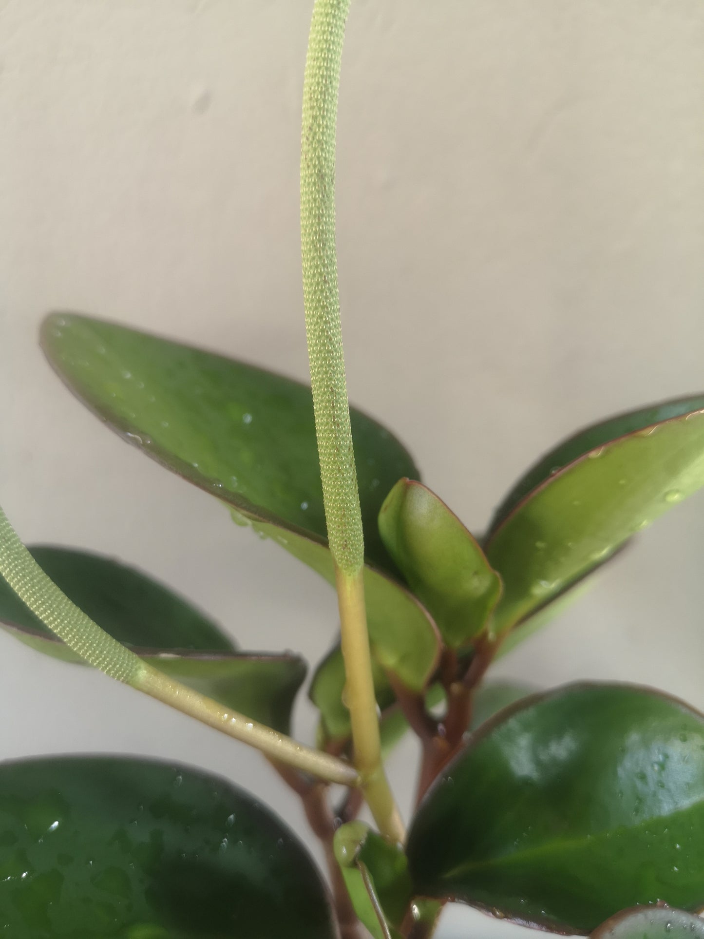 Peperomia Obtusifolia Red Edge (Baby Rubber Plant)