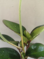 Load image into Gallery viewer, Peperomia Obtusifolia Red Edge (Baby Rubber Plant)
