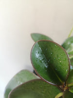 Load image into Gallery viewer, Peperomia Obtusifolia Red Edge (Baby Rubber Plant)
