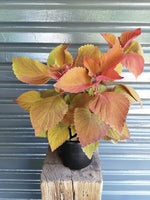 Load image into Gallery viewer, Coleus Rustic orange
