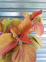 Load image into Gallery viewer, Coleus Rustic orange
