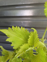 Load image into Gallery viewer, Coleus Limelight
