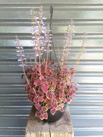 Load image into Gallery viewer, Coleus hanging pot
