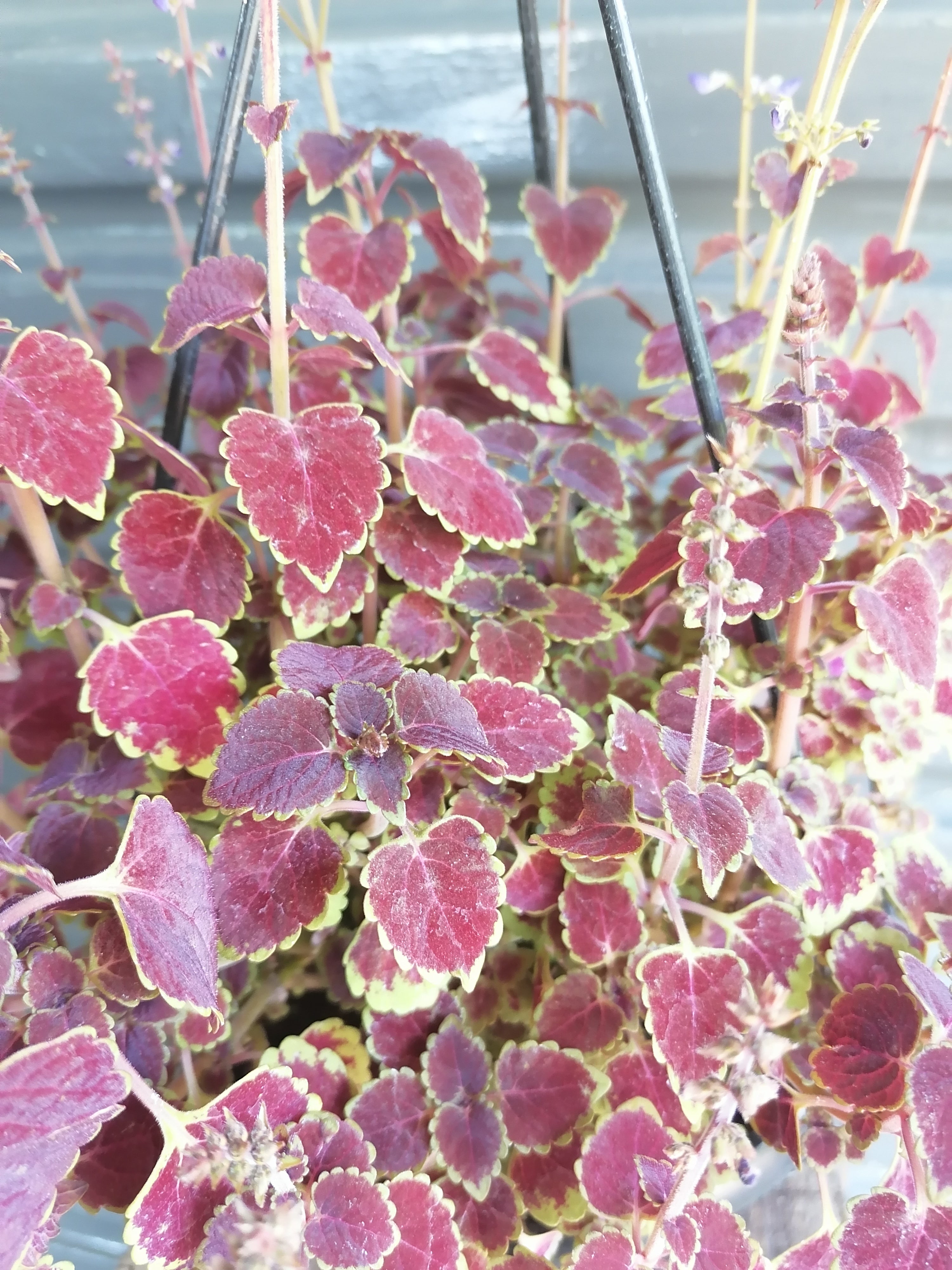 Coleus hanging pot