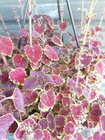 Load image into Gallery viewer, Coleus hanging pot
