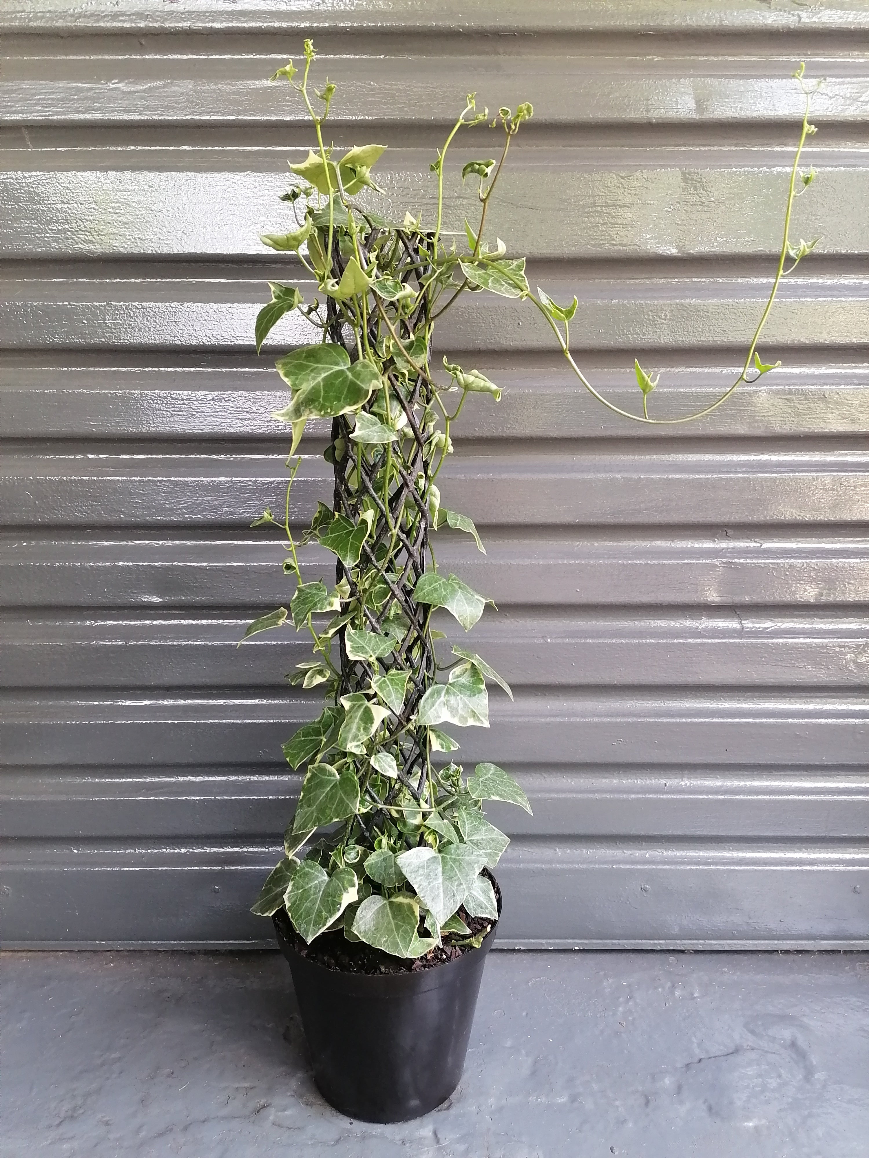 Cape Ivy Variegated on pole