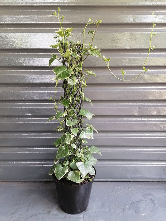Cape Ivy Variegated on pole
