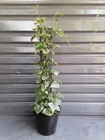 Load image into Gallery viewer, Cape Ivy Variegated on pole
