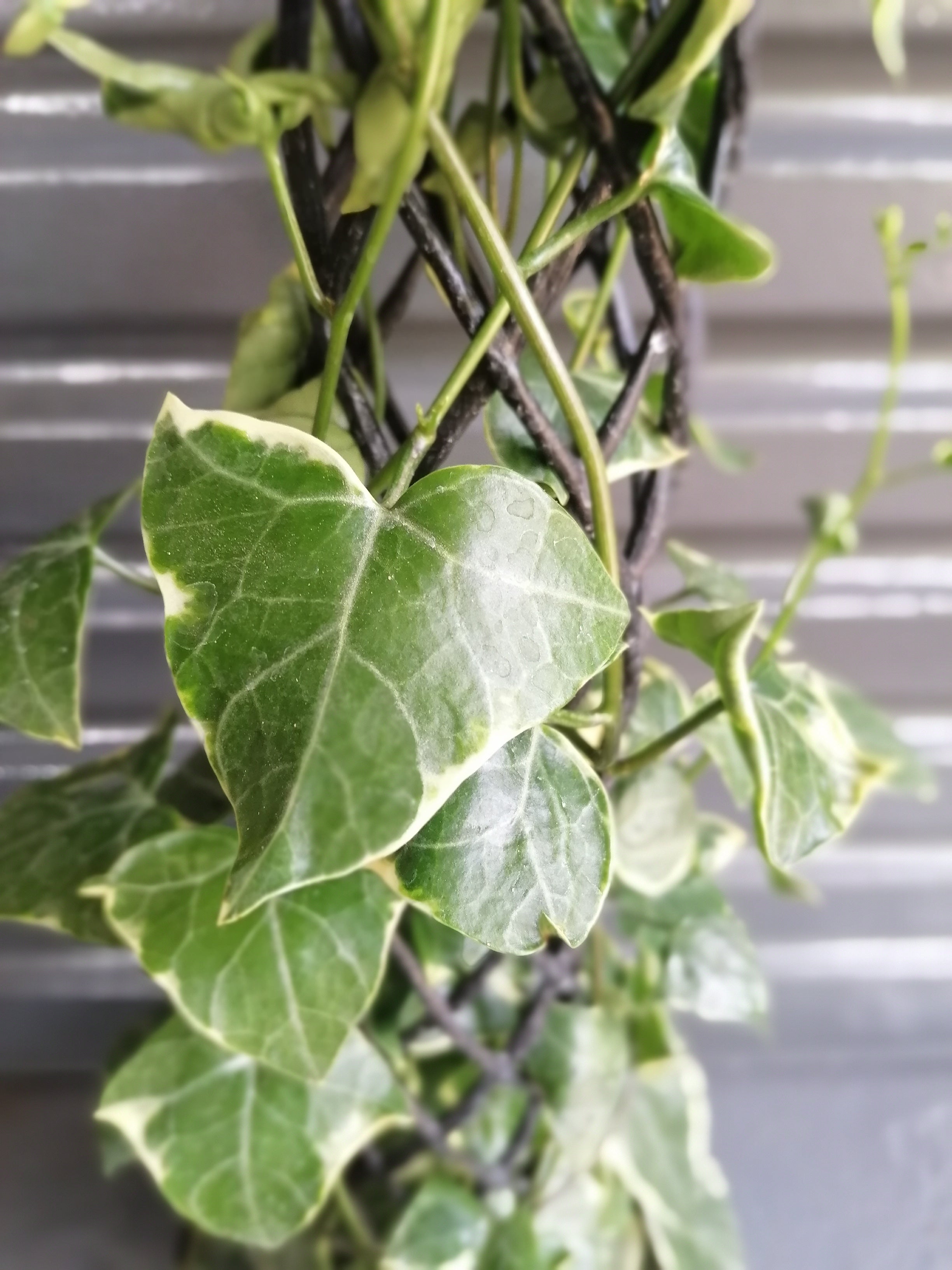 Cape Ivy Variegated on pole