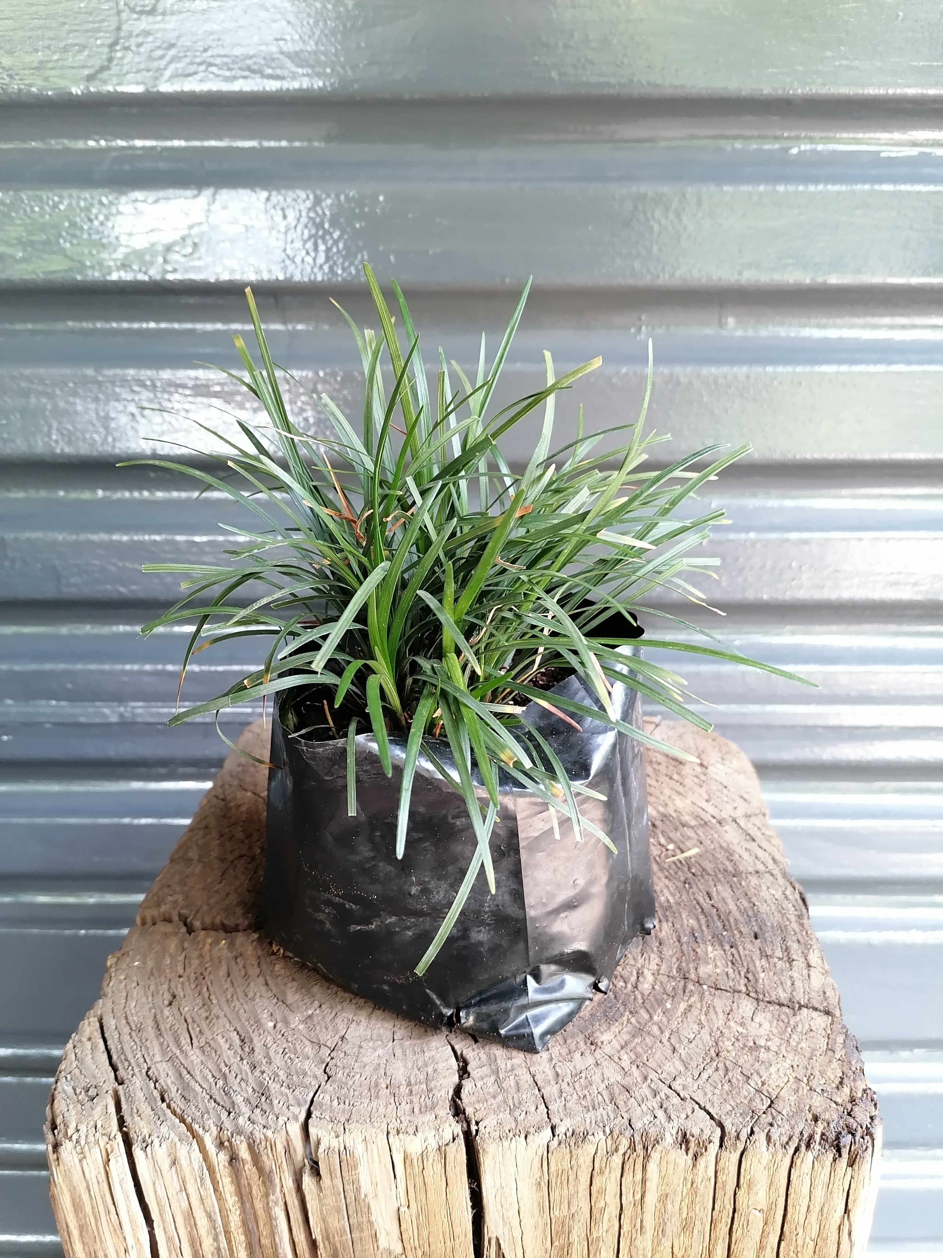 Mondo grass