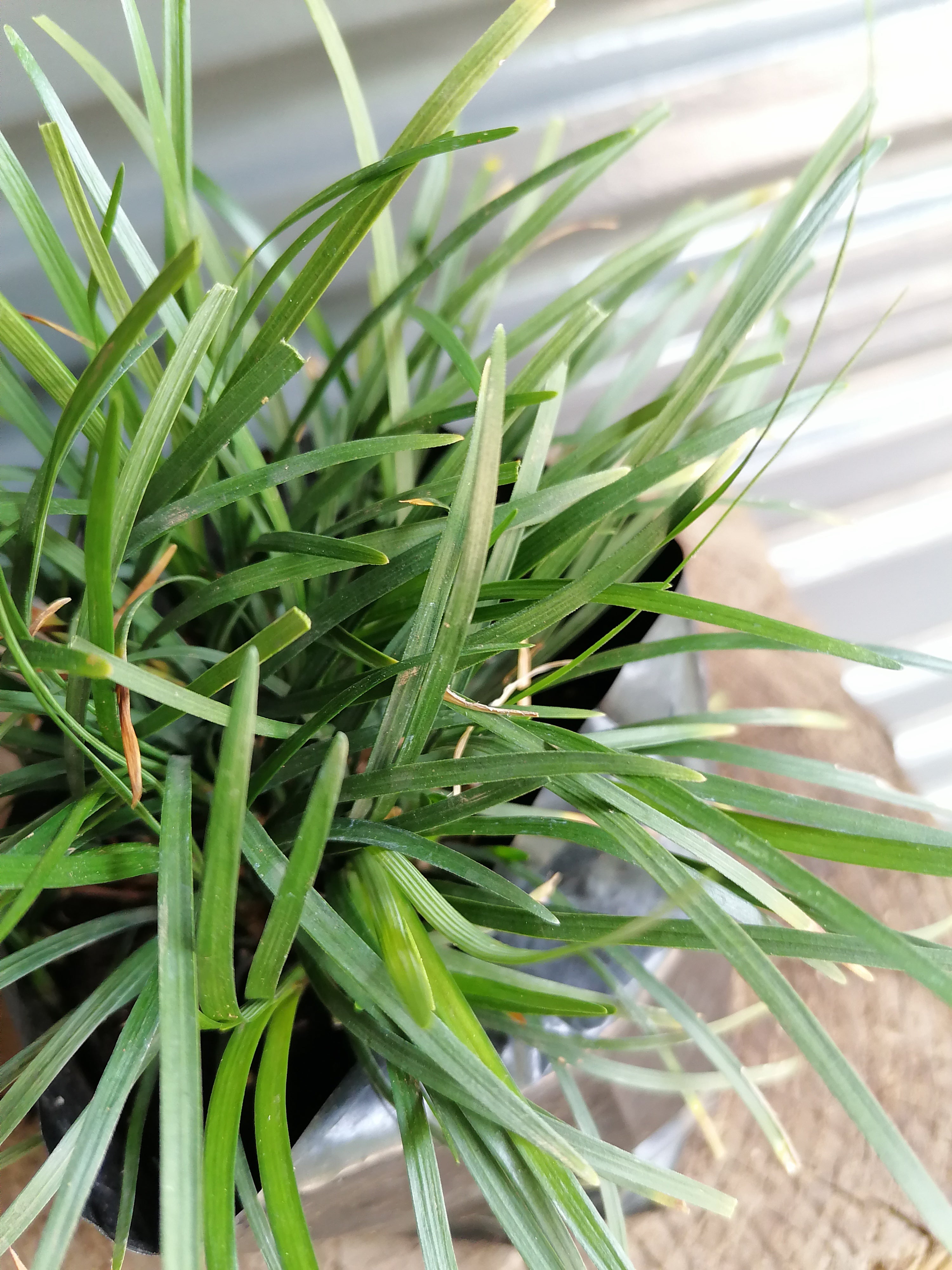 Mondo grass