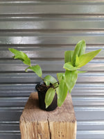 Load image into Gallery viewer, Tradescantia Fluminesis

