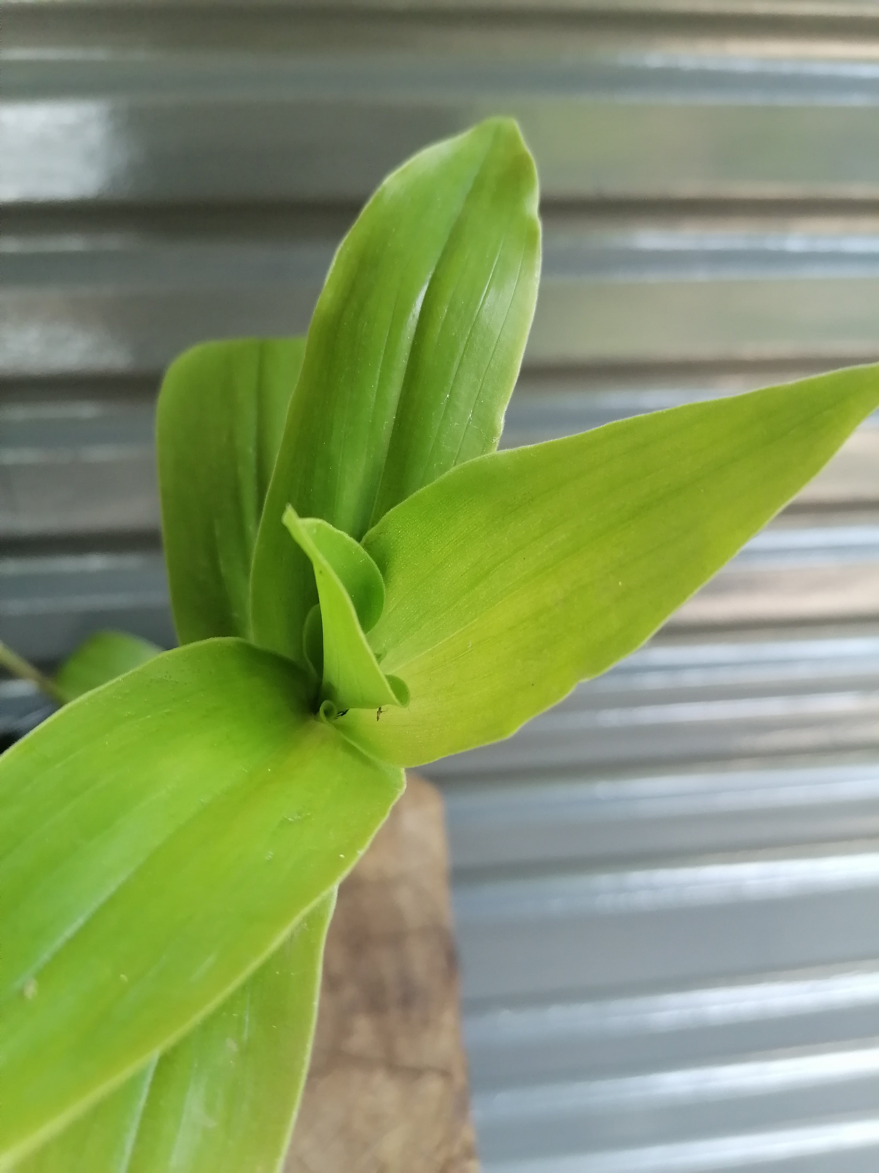 Tradescantia Fluminesis