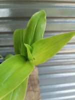 Load image into Gallery viewer, Tradescantia Fluminesis
