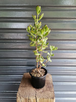 Load image into Gallery viewer, Cotyledon Woodii
