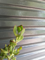 Load image into Gallery viewer, Cotyledon Woodii
