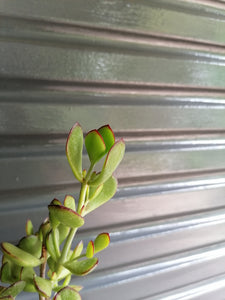 Cotyledon Woodii