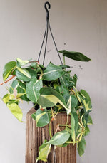 Load image into Gallery viewer, Philodendron Brasil
