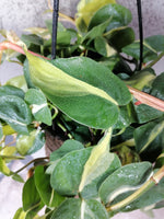 Load image into Gallery viewer, Philodendron Brasil
