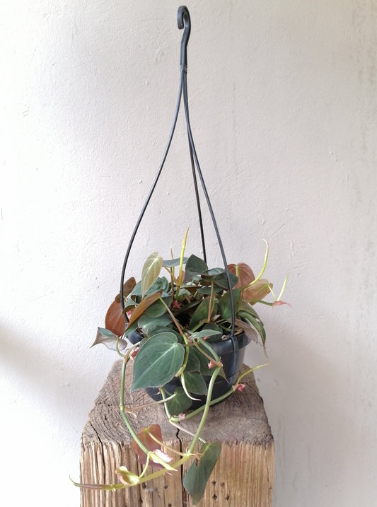 Philodendron Micans hanging pot