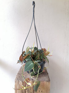 Philodendron Micans hanging pot