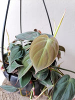 Load image into Gallery viewer, Philodendron Micans hanging pot
