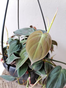 Philodendron Micans hanging pot