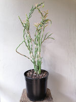 Load image into Gallery viewer, Euphorbia Zig-Zac Plant
