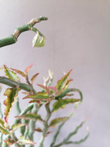Euphorbia Zig-Zac Plant