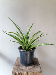 Snake Plant - "Parva"