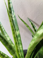 Load image into Gallery viewer, Snake Plant - &quot;Parva&quot;
