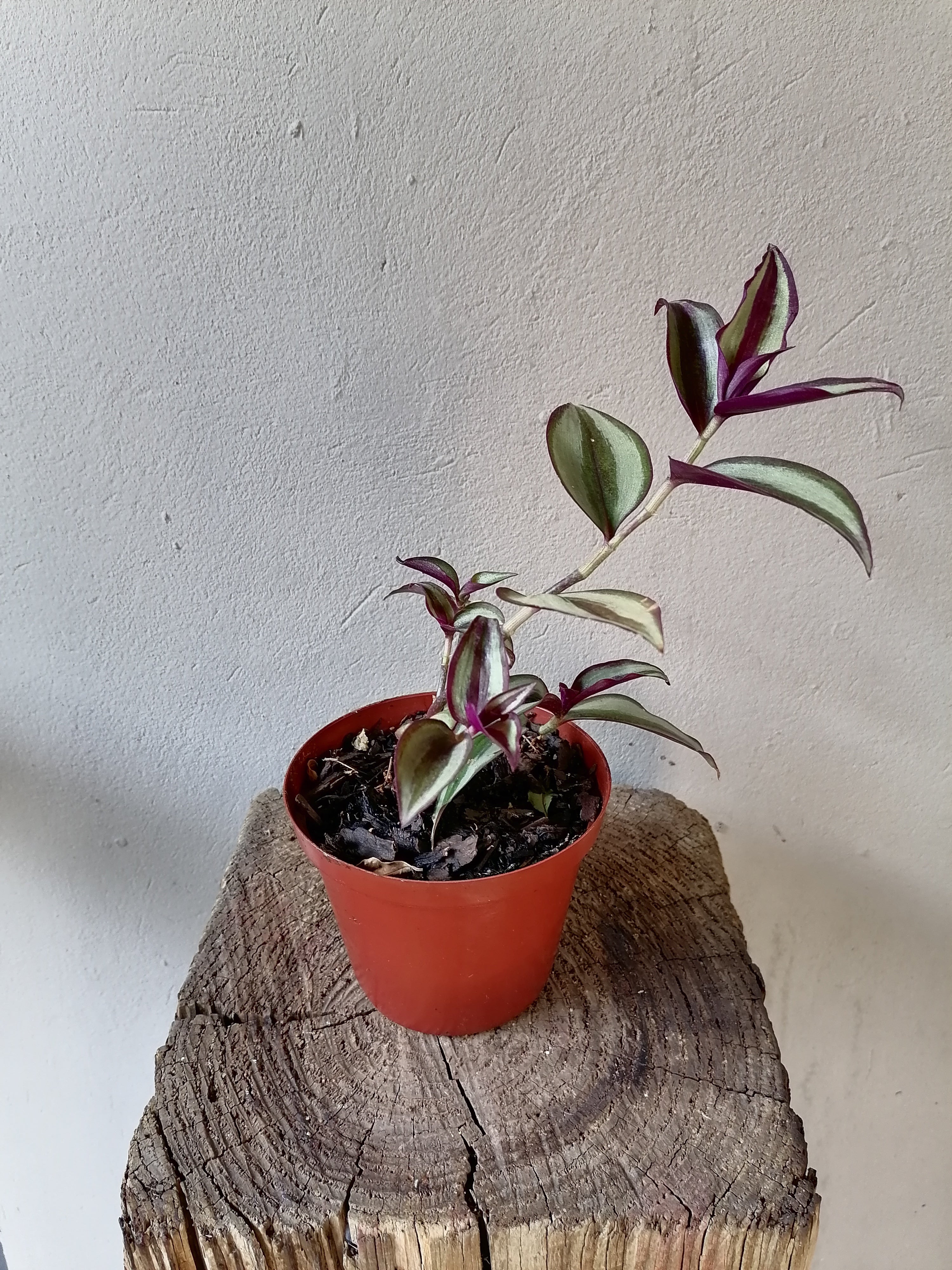 Tradescantia Zebrina