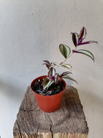 Load image into Gallery viewer, Tradescantia Zebrina
