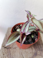 Load image into Gallery viewer, Tradescantia Zebrina
