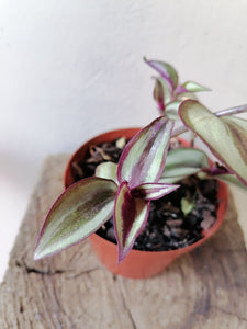 Tradescantia Zebrina