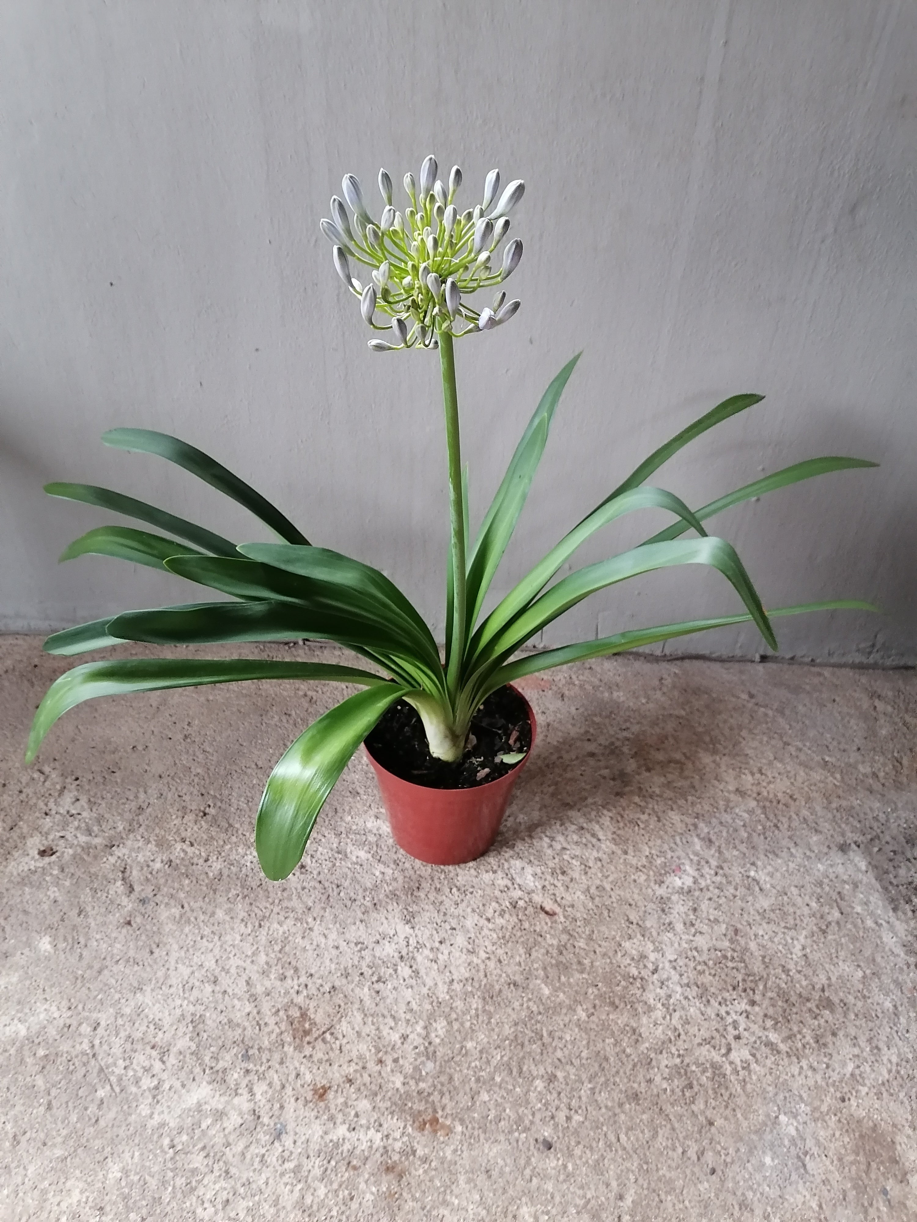 Agapanthus blue lily