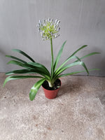 Load image into Gallery viewer, Agapanthus blue lily
