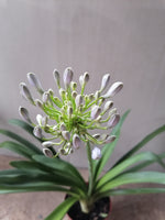 Load image into Gallery viewer, Agapanthus blue lily
