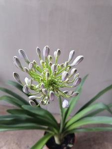 Agapanthus blue lily