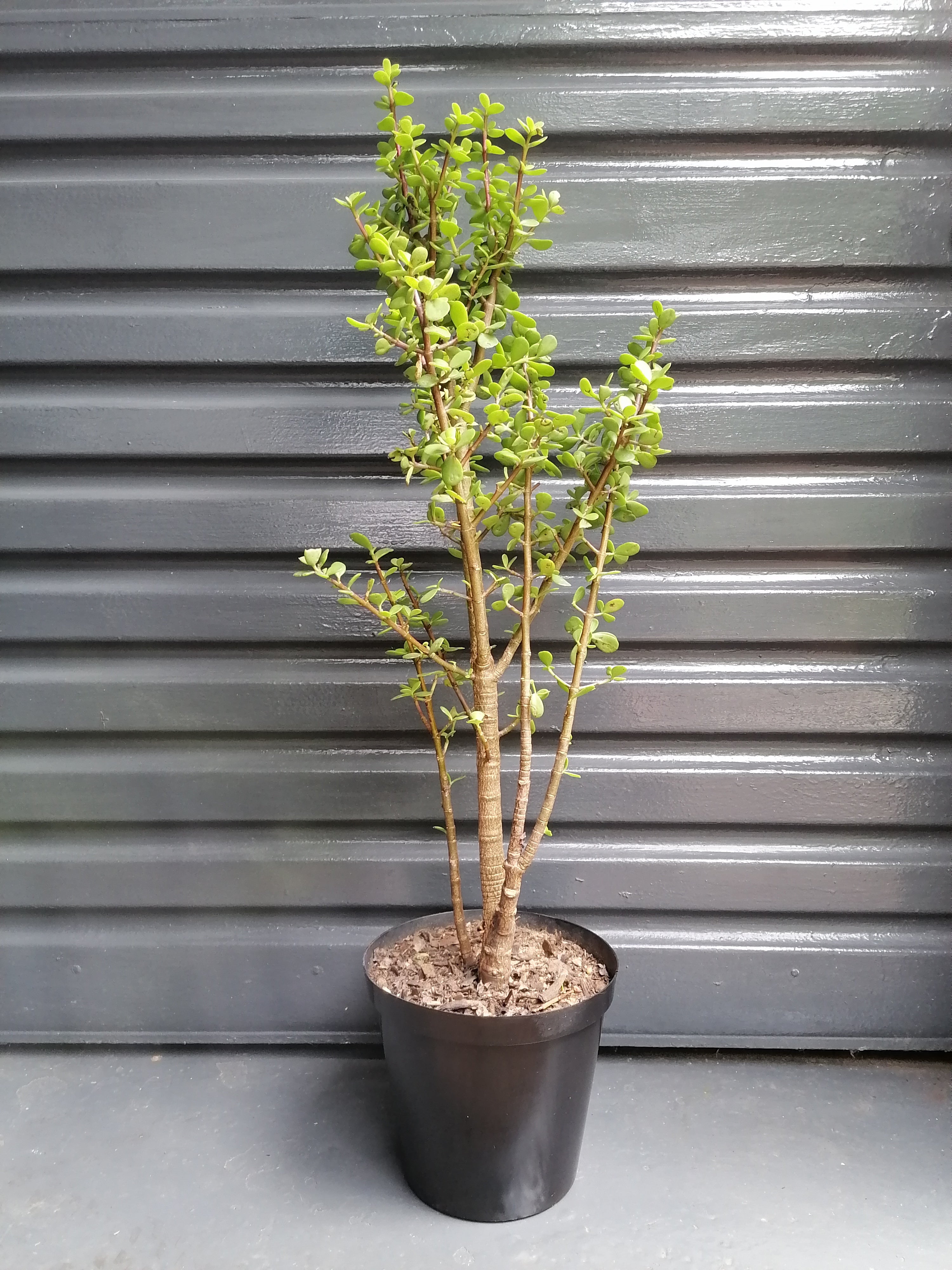 Large Dwarf Jade plant