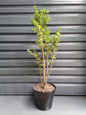 Large Dwarf Jade plant