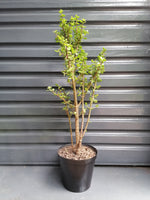 Load image into Gallery viewer, Large Dwarf Jade plant
