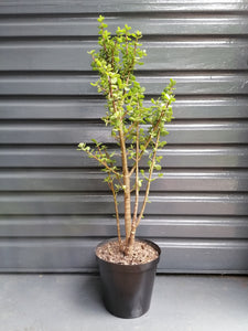 Large Dwarf Jade plant