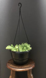 Load image into Gallery viewer, Donkey Tail hanging pot
